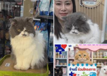 เพ็ทช็อปสระแก้วร่วมโครงการ ‘คนละครึ่งพลัส’ ถูกใจคนรักสัตว์ — เจ้าของเล่าจุดเริ่มต้นจากแมวจรเพียง 1 ตัว