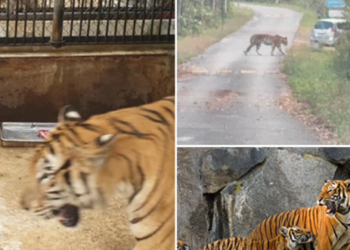 “เสือโคร่งโตเต็มวัย” โผล่ที่ผารักษ์สลัดได จ.ปราจีนบุรี เจ้าหน้าที่ชี้เป็นพฤติกรรมตามธรรมชาติ เตือนประชาชนให้ระวังแต่ไม่ต้องตระหนก!!