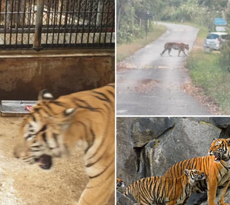 “เสือโคร่งโตเต็มวัย” โผล่ที่ผารักษ์สลัดได จ.ปราจีนบุรี เจ้าหน้าที่ชี้เป็นพฤติกรรมตามธรรมชาติ เตือนประชาชนให้ระวังแต่ไม่ต้องตระหนก!!
