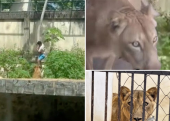 วัยรุ่นปีนฝืนเข้าไปในกรงสิงโตภายในสวนสัตว์ ถูกสิงโตขย้ำเสียชีวิตต่อหน้านักท่องเที่ยว เหตุการณ์ชวนสยองสะเทือนขวัญ!
