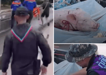 กู้ภัยอุดรฯ น้ำใจงาม รับเลี้ยง “บุญรอด” หมูนักสู้ หลังพบลอยคอคาบเชือกท่ามกลางน้ำท่วมหาดใหญ่ เป็นเวลา 5 วันเต็ม