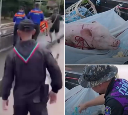 กู้ภัยอุดรฯ น้ำใจงาม รับเลี้ยง “บุญรอด” หมูนักสู้ หลังพบลอยคอคาบเชือกท่ามกลางน้ำท่วมหาดใหญ่ เป็นเวลา 5 วันเต็ม