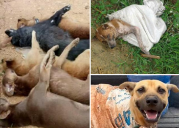 โหดเกินมนุษย์! ฆ่าสุนัข 5 ตัว ยัดใส่กระสอบโยนทิ้งป่ายางริมถนน สะเทือนใจทั้งหมู่บ้าน!