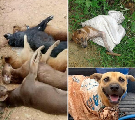 โหดเกินมนุษย์! ฆ่าสุนัข 5 ตัว ยัดใส่กระสอบโยนทิ้งป่ายางริมถนน สะเทือนใจทั้งหมู่บ้าน!